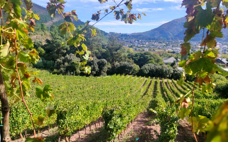 viñas